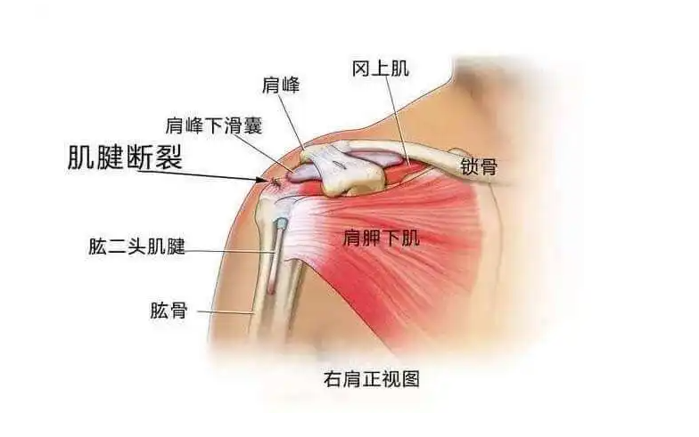 邵陽創(chuàng)傷骨科,邵陽風(fēng)濕病區(qū),邵陽骨質(zhì)增生,邵陽關(guān)節(jié)病區(qū),邵陽頸椎病區(qū)