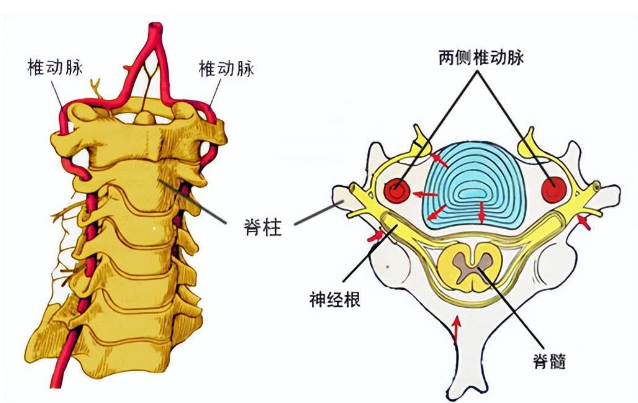 邵陽創(chuàng)傷骨科,邵陽風濕病區(qū),邵陽骨質(zhì)增生,邵陽關節(jié)病區(qū),邵陽頸椎病區(qū)