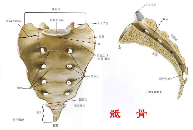 邵陽創(chuàng)傷骨科,邵陽風濕病區(qū),邵陽骨質增生,邵陽關節(jié)病區(qū),邵陽頸椎病區(qū)